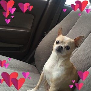 Meet your Posher, Dimitroula